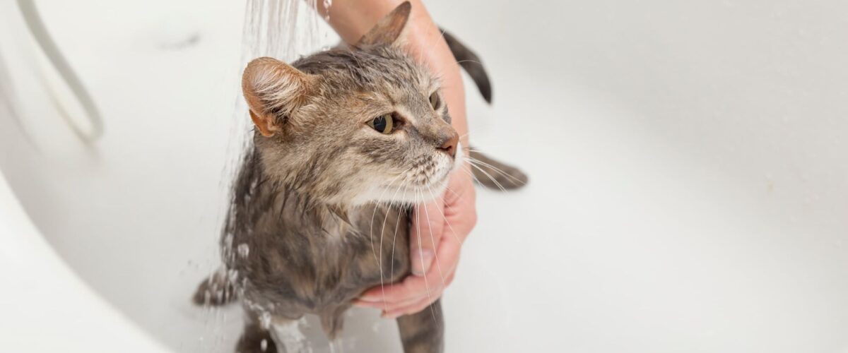 Toiletteur pour chats &agrave; proximit&eacute; de H&eacute;ricourt et Montb&eacute;liard H&eacute;ricourt 1