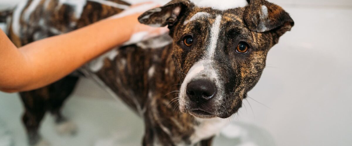 Pourquoi emmener son chien chez le toiletteur ? Valentigney 0