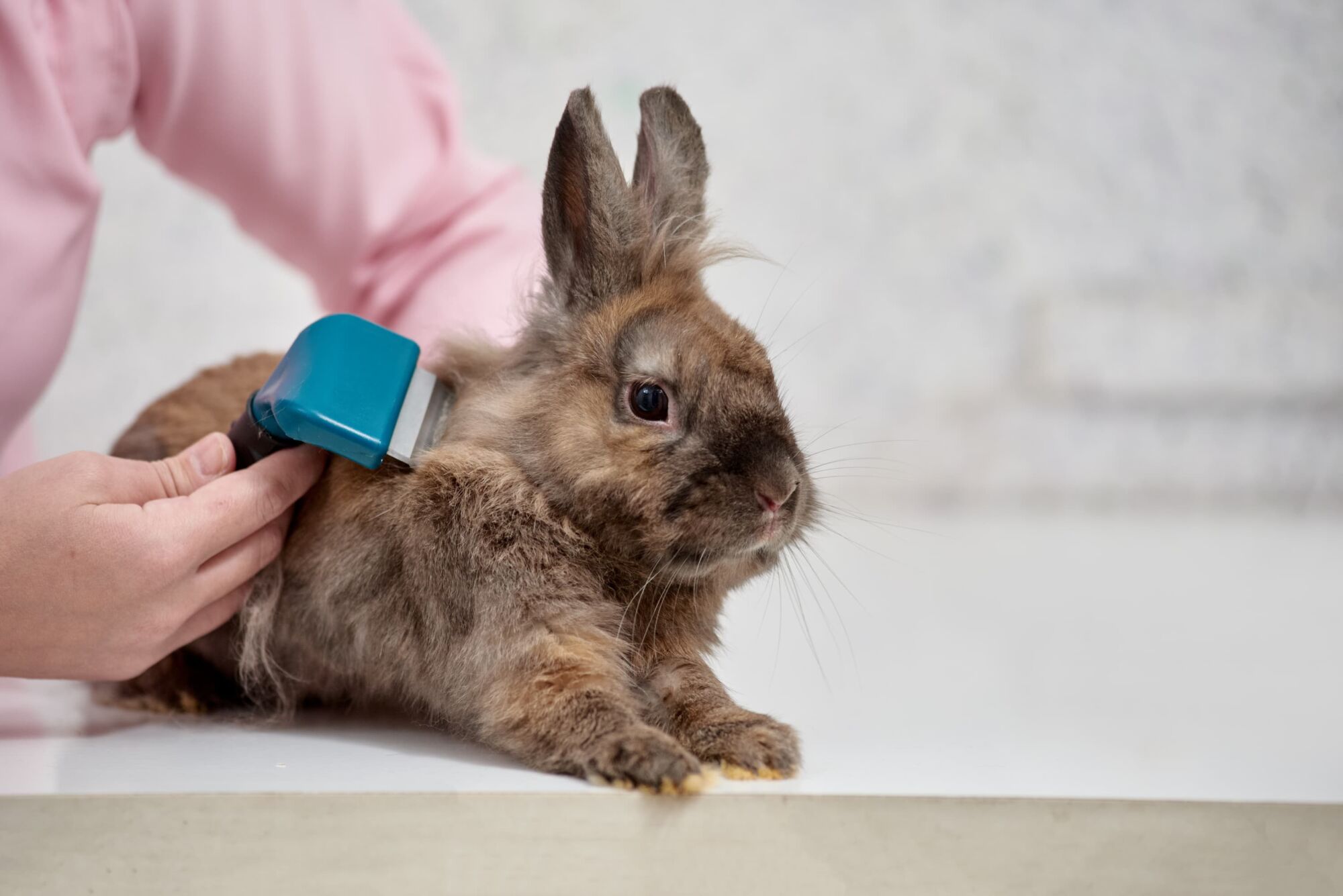Toilettage pour lapins et furets pr&egrave;s de H&eacute;ricourt et Montb&eacute;liard Valentigney 2