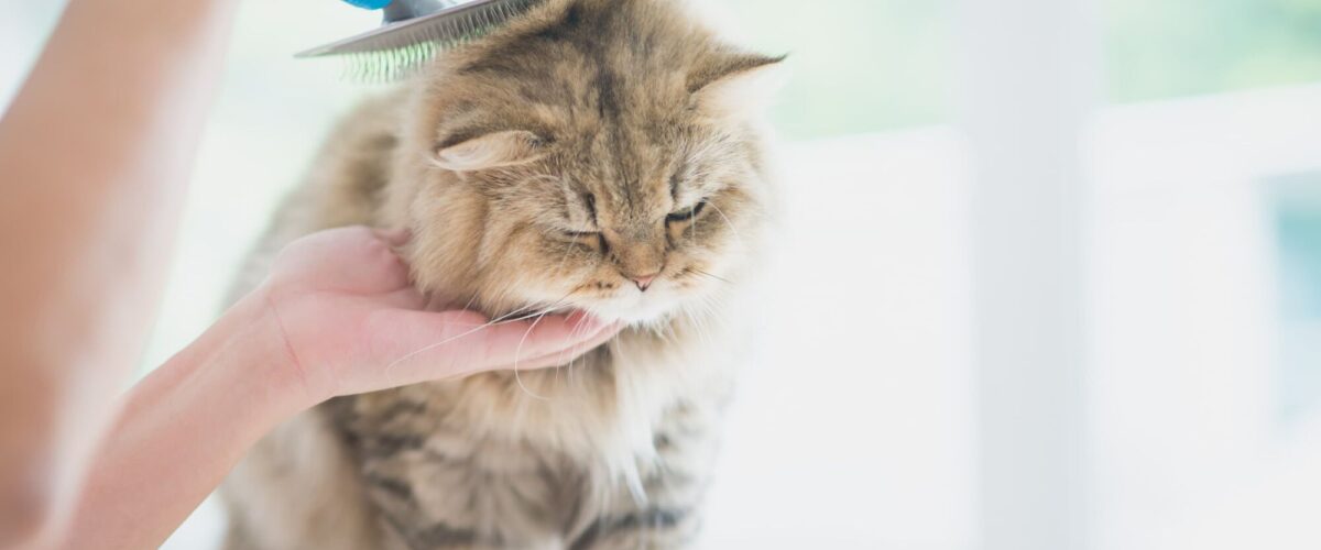 Toiletteur pour chats &agrave; proximit&eacute; de H&eacute;ricourt et Montb&eacute;liard Audincourt 0