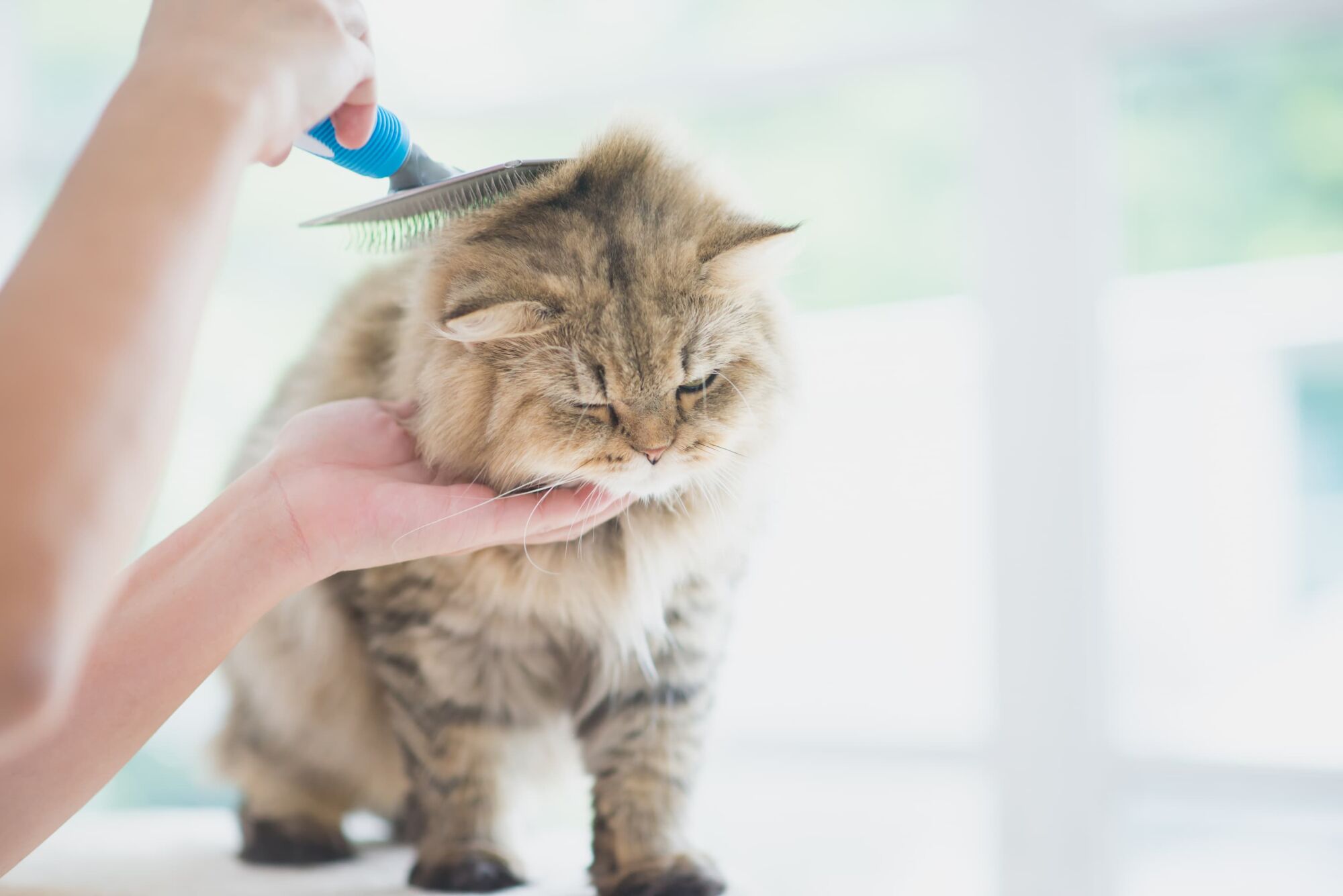 Une toiletteuse amoureuse des animaux Grand-Charmont