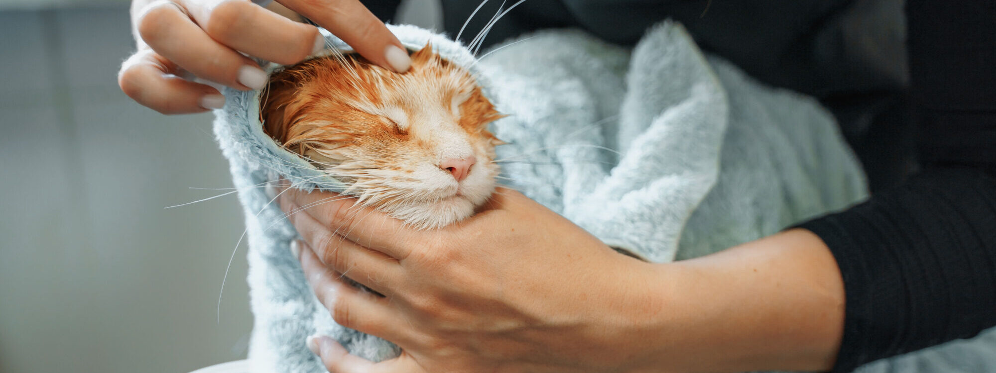 Toiletteur pour chats &agrave; proximit&eacute; de H&eacute;ricourt et Montb&eacute;liard Audincourt