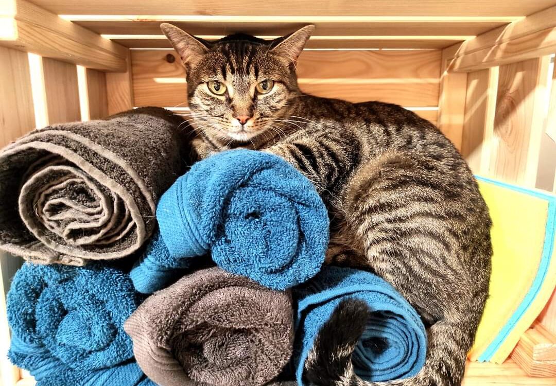 Toilettage chats Beaucourt
