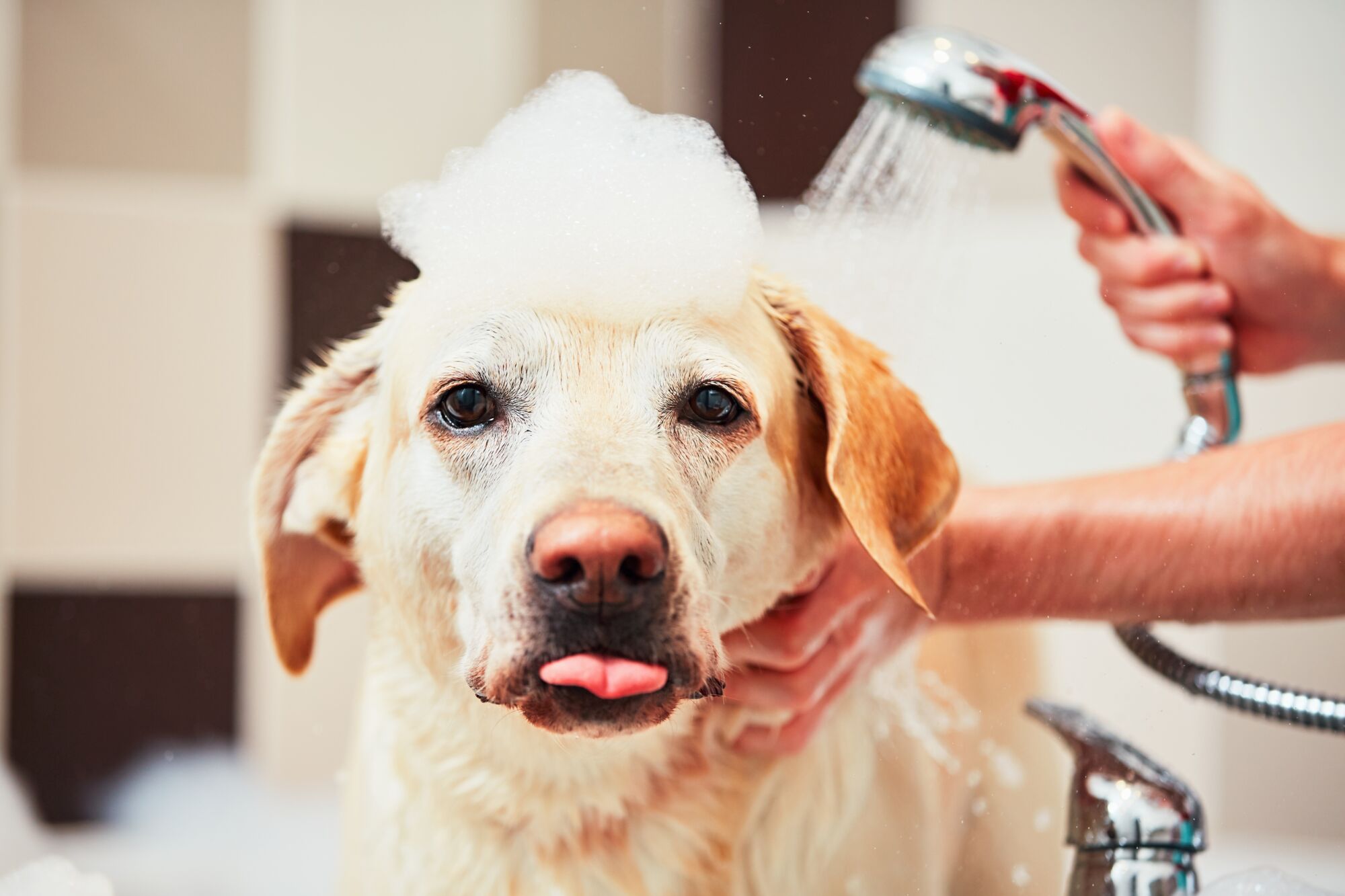 Un toilettage attentionn&eacute; pour tous vos animaux Seloncourt