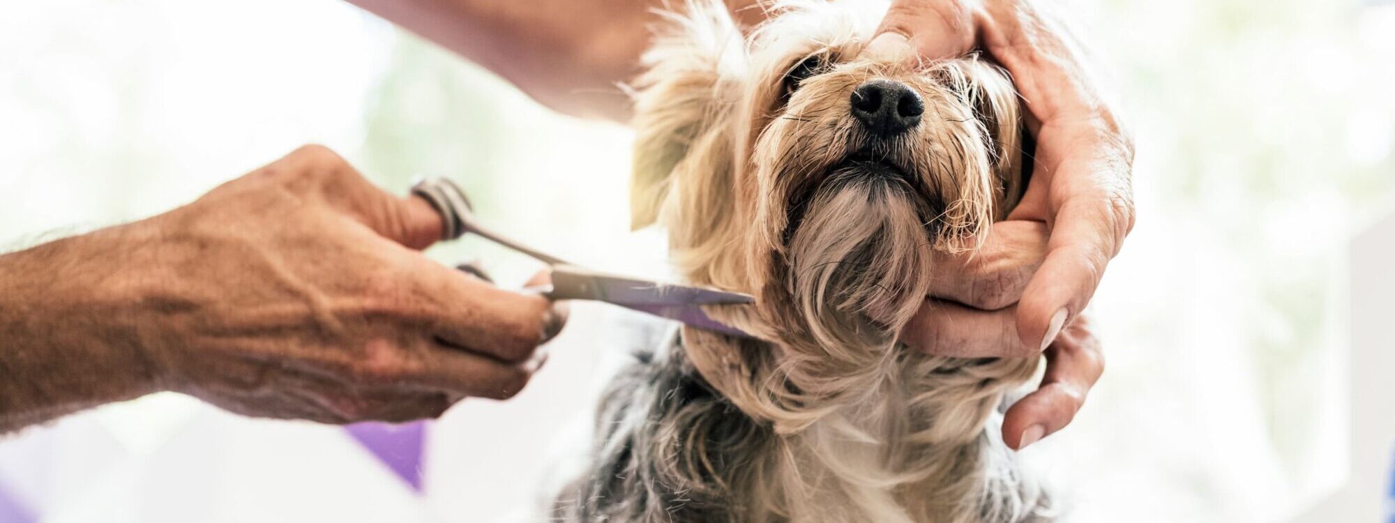 Pourquoi emmener son chien chez le toiletteur ? Valentigney
