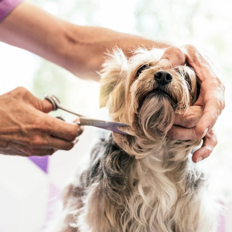 Toiletteur pour tous vos animaux de compagnie pr&egrave;s de Belfort et H&eacute;ricourt : chiens, chats et lapins Belfort