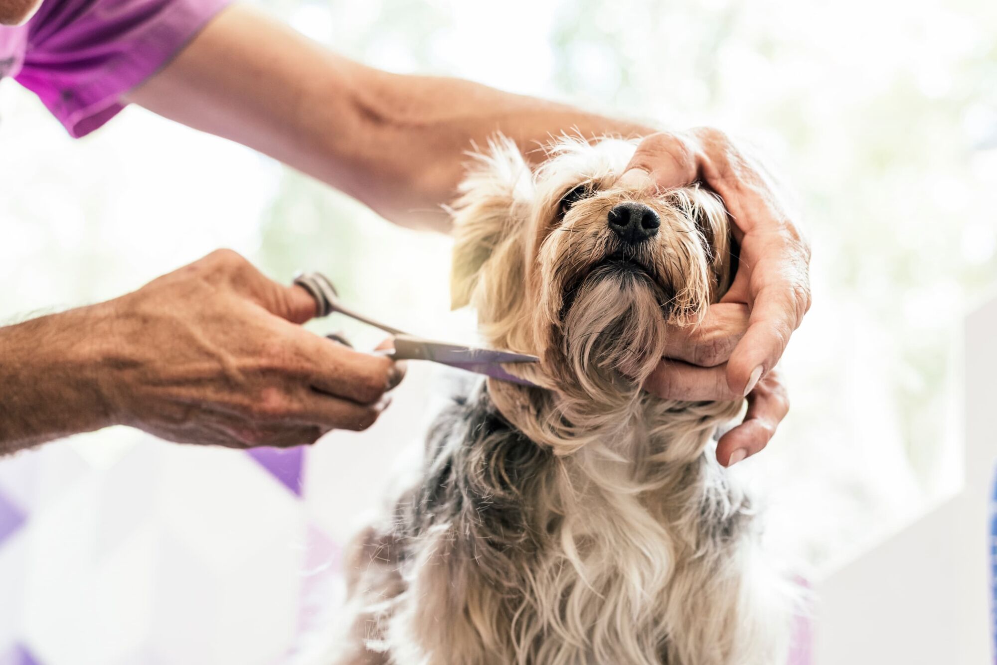 Pourquoi emmener son chien chez le toiletteur ? Valentigney