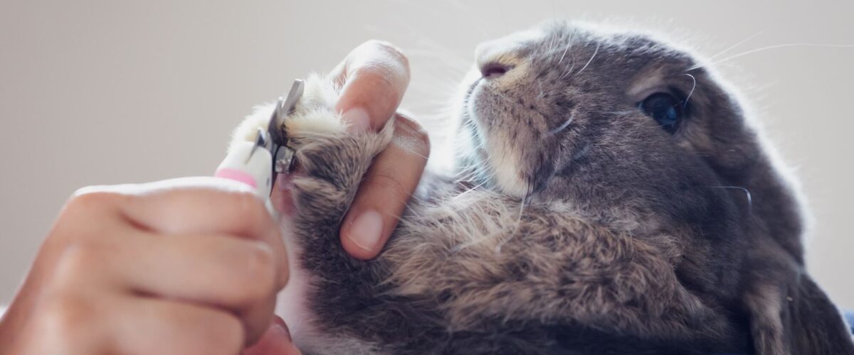 Toilettage pour lapins et furets pr&egrave;s de H&eacute;ricourt et Montb&eacute;liard Valdoie 0