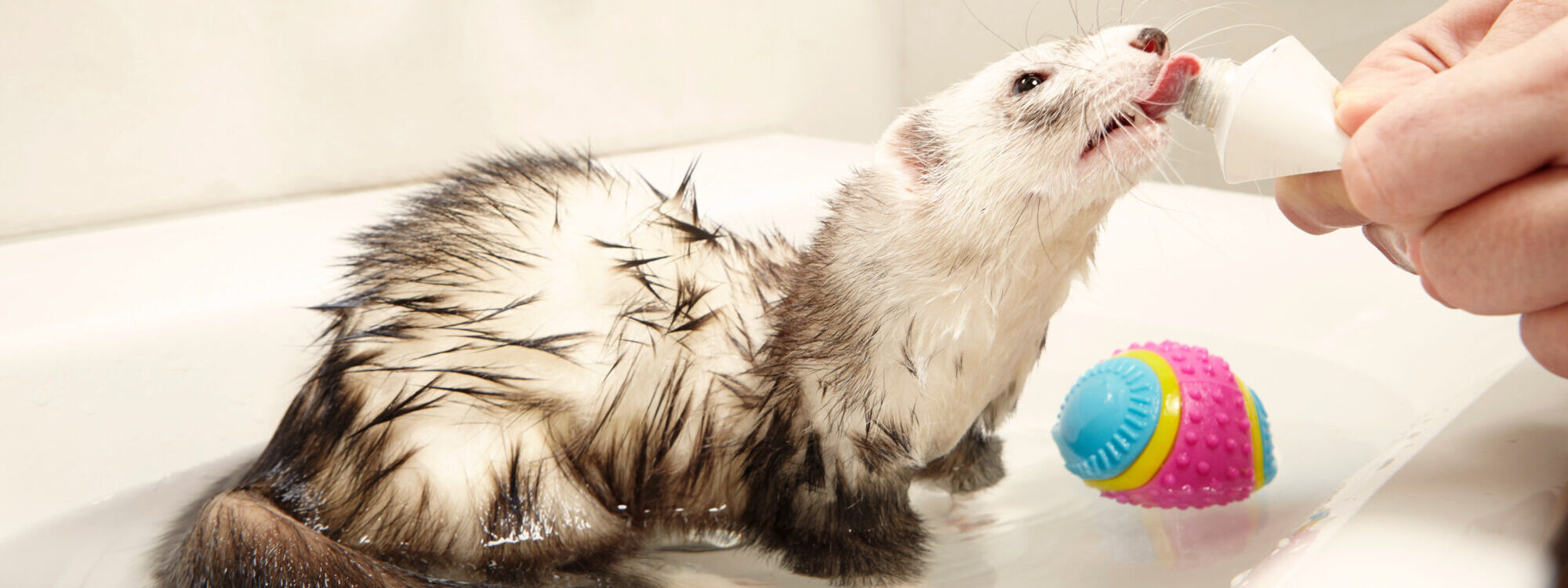 Toilettage pour lapins et furets pr&egrave;s de H&eacute;ricourt et Montb&eacute;liard Valdoie