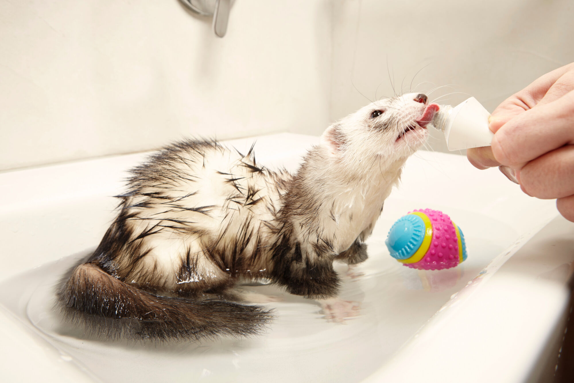 Toilettage pour lapins et furets pr&egrave;s de H&eacute;ricourt et Montb&eacute;liard Valdoie